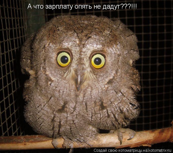 А что зарплату опять не дадут???!!!... Котоматрица: А что зарплату опять не дадут???!!!