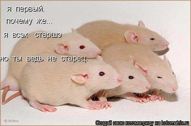 я первый. почему же... я всэх старшэ но ты ведь не старец.... Котоматрица: я первый. почему же... я всэх старшэ но ты ведь не старец.
