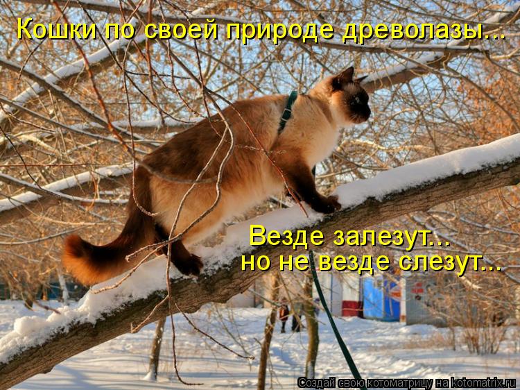 Кошки по своей природе древолазы... Везде залезут... но не везде слезут...... Котоматрица: Кошки по своей природе древолазы... Везде залезут... но не везде слезут...