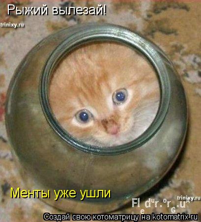 Рыжий вылезай! Менты уже ушли... Котоматрица: Рыжий вылезай! Менты уже ушли