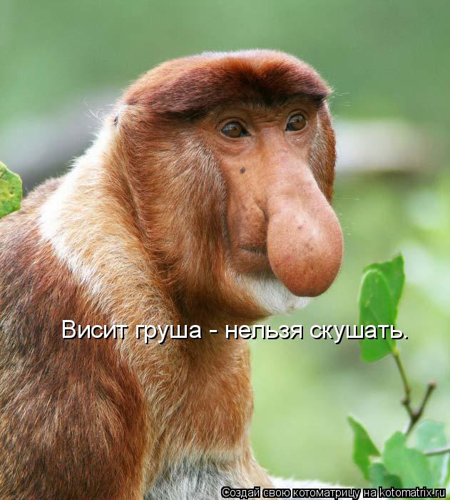 Висит груша - нельзя скушать.... Котоматрица: Висит груша - нельзя скушать.