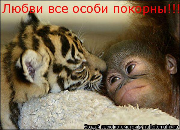 Любви все особи покорны!!!!... Котоматрица: Любви все особи покорны!!!!