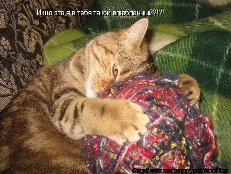 Котоматрица: И шо это я в тебя такой влюбленный?!?!