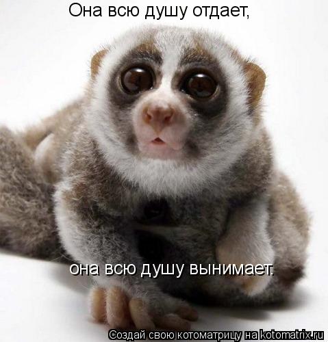 Она всю душу отдает, она всю душу вынимает.... Котоматрица: Она всю душу отдает, она всю душу вынимает.
