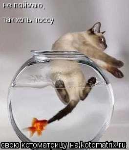 не поймаю, так хоть поссу... Котоматрица: не поймаю, так хоть поссу