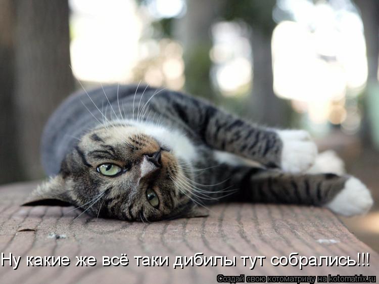 Ну какие же всё таки дибилы тут собрались!!!... Котоматрица: Ну какие же всё таки дибилы тут собрались!!!