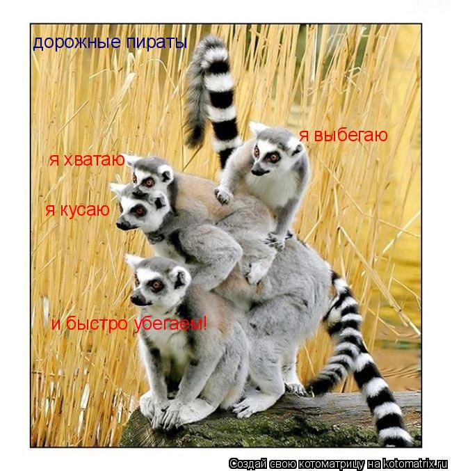 я выбегаю я кусаю и быстро убегаем! я хватаю дорожные пираты... Котоматрица: я выбегаю я кусаю и быстро убегаем! я хватаю дорожные пираты