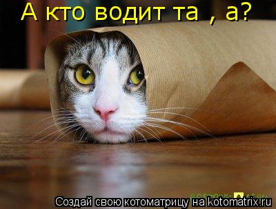 А кто водит та , а?... Котоматрица: А кто водит та , а?