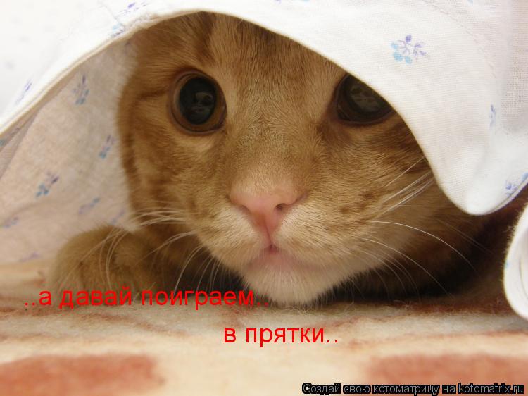 ..а давай поиграем.. в прятки..... Котоматрица: ..а давай поиграем.. в прятки..