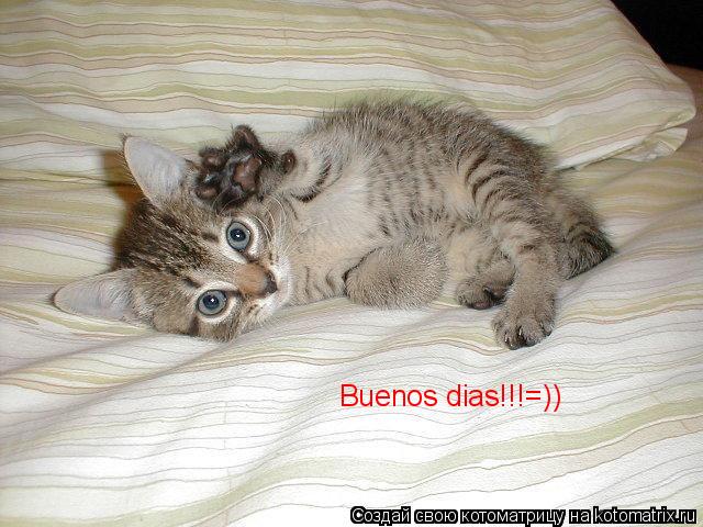 Buenos diаs!!!=))... Котоматрица: Buenos diаs!!!=))