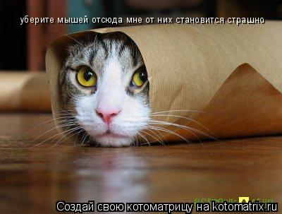 уберите мышей отсюда мне от них становится страшно... Котоматрица: уберите мышей отсюда мне от них становится страшно