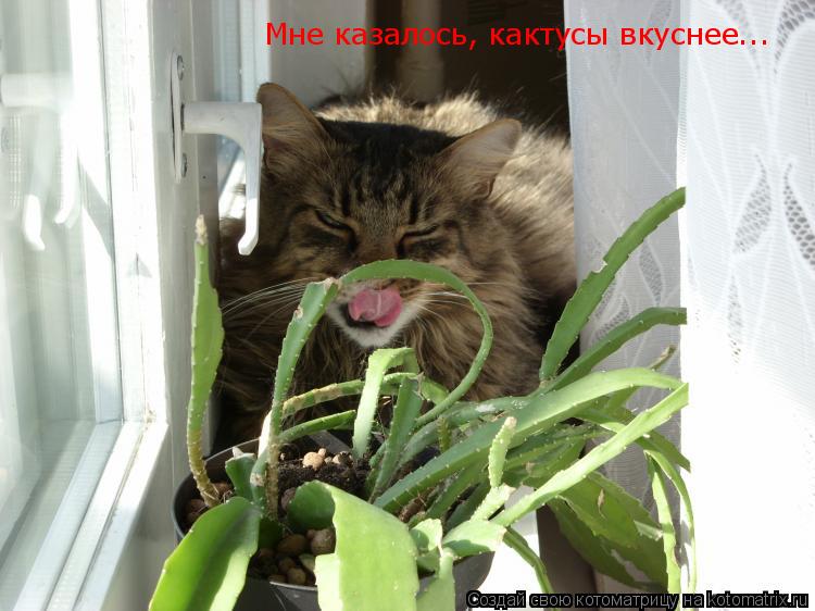 Мне казалось, кактусы вкуснее...... Котоматрица: Мне казалось, кактусы вкуснее...
