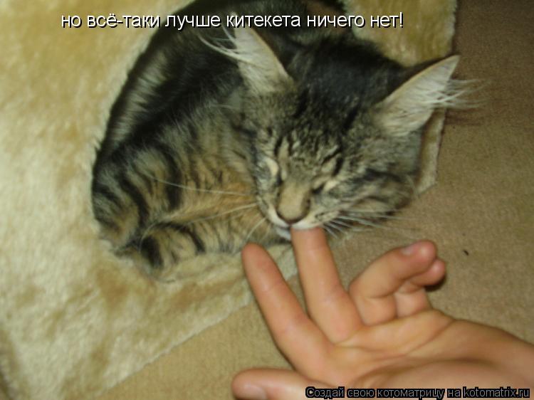 но всё-таки лучше китекета ничего нет!... Котоматрица: но всё-таки лучше китекета ничего нет!