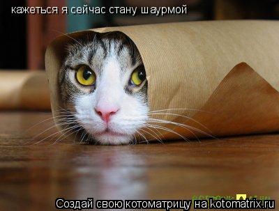 кажеться я сейчас стану кажеться я сейчас стану шаурмой... Котоматрица: кажеться я сейчас стану кажеться я сейчас стану шаурмой