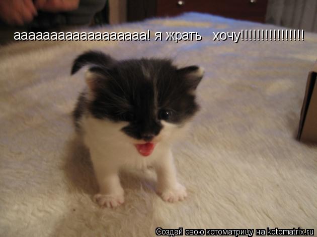 аааааааааааааааааа! я жрать хочу!!!!!!!!!!!!!!!!... Котоматрица: аааааааааааааааааа! я жрать хочу!!!!!!!!!!!!!!!!