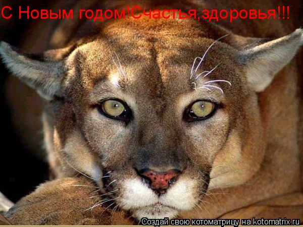 С Новым годом!Счастья,здоровья!!!... Котоматрица: С Новым годом!Счастья,здоровья!!!