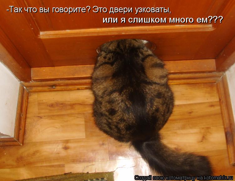 -Так что вы говорите? Это двери узковаты, или я слишком много ем???... Котоматрица: -Так что вы говорите? Это двери узковаты, или я слишком много ем???