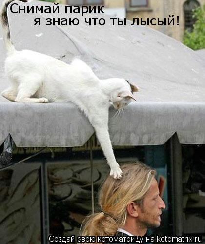 Котоматрица: Снимай парик  я знаю что ты лысый!