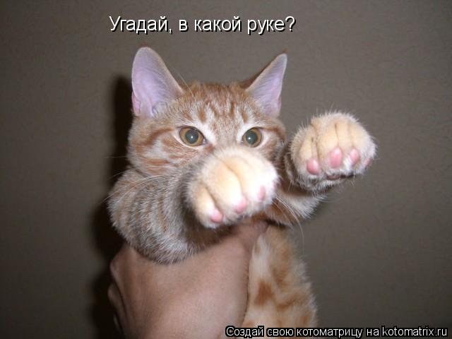 Котоматрица: Угадай, в какой руке?