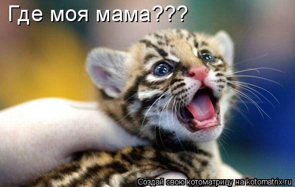 Где моя мама???... Котоматрица: Где моя мама???