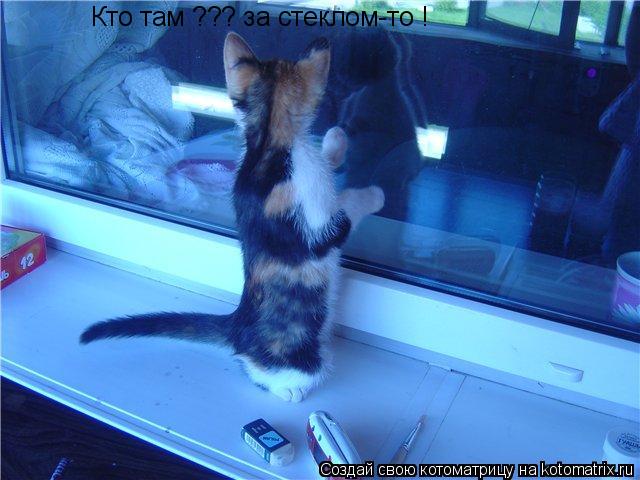 Кто там ??? за стеклом-то !... Котоматрица: Кто там ??? за стеклом-то !