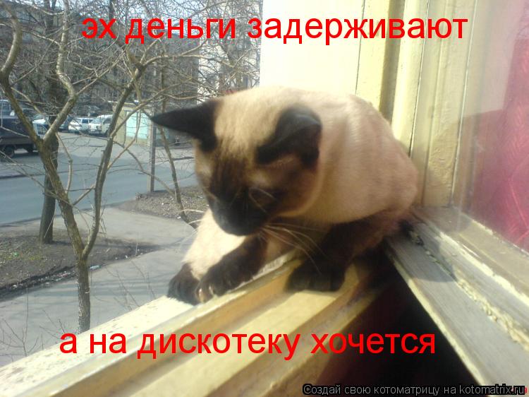 эх деньги задерживают а на дискотеку хочется... Котоматрица: эх деньги задерживают а на дискотеку хочется