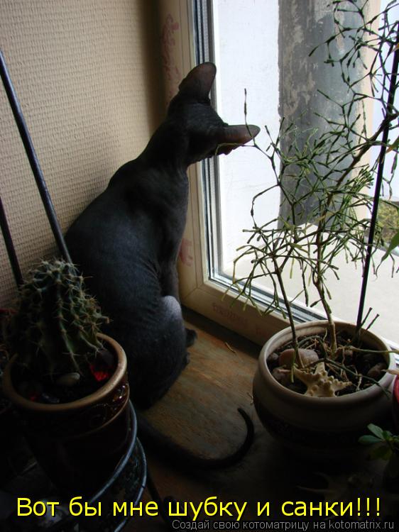 Вот бы мне шубку и санки!!!... Котоматрица: Вот бы мне шубку и санки!!!