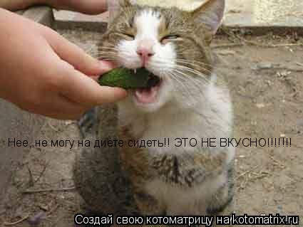 Нее, не могу на диете сидеть!! ЭТО НЕ ВКУСНО!!!!!!!... Котоматрица: Нее, не могу на диете сидеть!! ЭТО НЕ ВКУСНО!!!!!!!