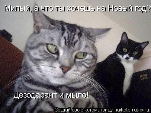 Милый, а что ты хочешь на Новый год? Дезодарант и мыло!... Котоматрица: Милый, а что ты хочешь на Новый год? Дезодарант и мыло!
