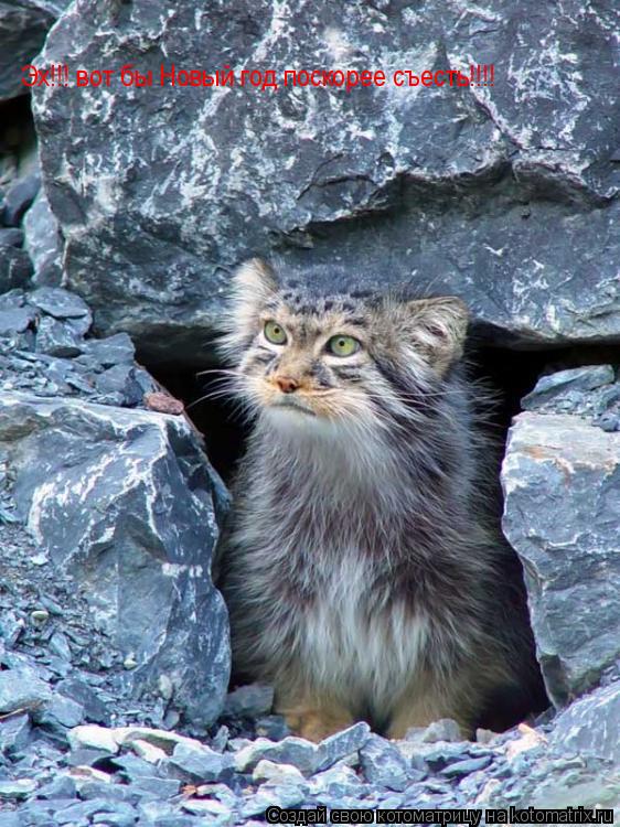 Эх!!! вот бы Новый год поскорее съесть!!!!№... Котоматрица: Эх!!! вот бы Новый год поскорее съесть!!!!№