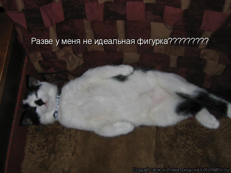 Разве у меня не идеальная фигурка?????????... Котоматрица: Разве у меня не идеальная фигурка?????????