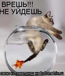 ВРЕШЬ!!! НЕ УЙДЕШЬ... Котоматрица: ВРЕШЬ!!! НЕ УЙДЕШЬ