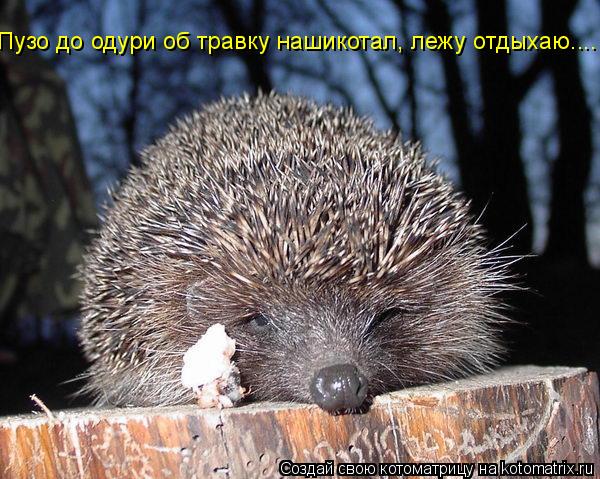 Пузо до одури об травку нашикотал, лежу отдыхаю....... Котоматрица: Пузо до одури об травку нашикотал, лежу отдыхаю....