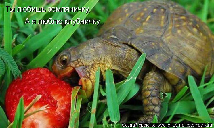 Ты любишь земляничку, А я люблю клубничку...... Котоматрица: Ты любишь земляничку, А я люблю клубничку...