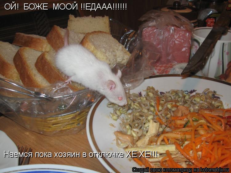 ОЙ! БОЖЕ МООЙ !!ЕДААА!!!!!! Наемся пока хозяин в отключке ХЕ ХЕ!!!... Котоматрица: ОЙ! БОЖЕ МООЙ !!ЕДААА!!!!!! Наемся пока хозяин в отключке ХЕ ХЕ!!!