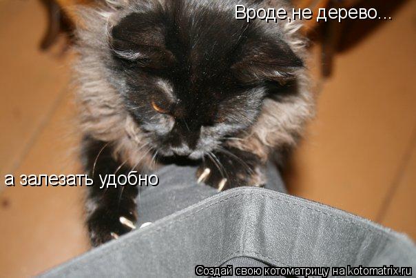 Вроде,не дерево... а залезать удобно... Котоматрица: Вроде,не дерево... а залезать удобно
