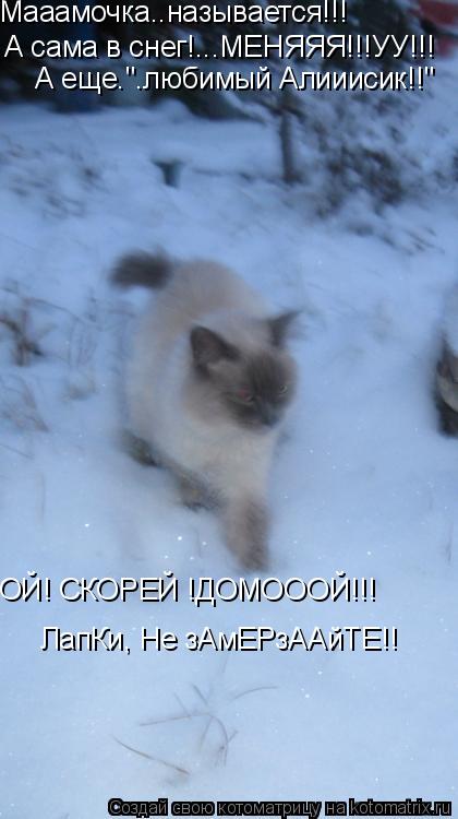 Мааамочка..называется!!! А сама в снег!...МЕНЯЯЯ!!!УУ!!! А еще.".любимый Алииисик!!" ОЙ! СКОРЕЙ !ДО... Котоматрица: Мааамочка..называется!!! А сама в снег!...МЕНЯЯЯ!!!УУ!!! А еще.".любимый Алииисик!!" ОЙ! СКОРЕЙ !ДОМОООЙ!!! ЛапКи, Не зАмЕРзААйТЕ!!