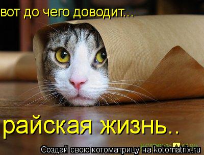 вот до чего доводит... райская жизнь..... Котоматрица: вот до чего доводит... райская жизнь..