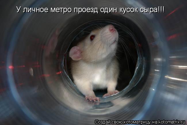 У личное метро проезд один кусок сыра!!!... Котоматрица: У личное метро проезд один кусок сыра!!!