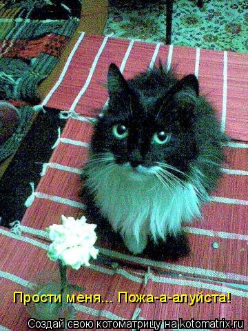 Прости меня... Пожа-а-алуйста! Прости меня... Пожа-а-алуйста!... Котоматрица: Прости меня... Пожа-а-алуйста! Прости меня... Пожа-а-алуйста!