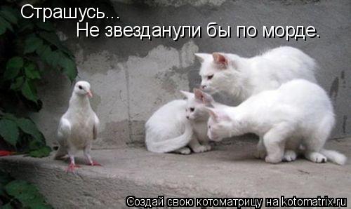 Страшусь... Не звезданули бы по морде.... Котоматрица: Страшусь... Не звезданули бы по морде.