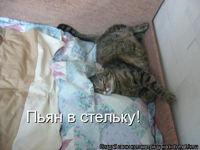 Пьян в стельку!... Котоматрица: Пьян в стельку!