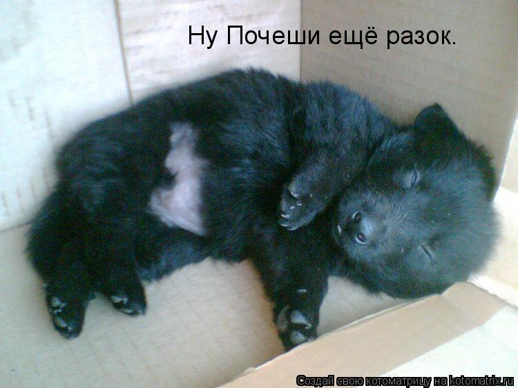 Ну Почеши ещё разок.... Котоматрица: Ну Почеши ещё разок.
