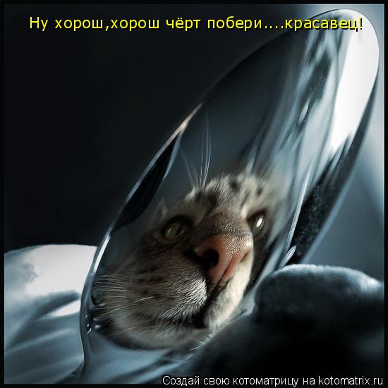 Ну хорош,хорош чёрт побери....красавец!... Котоматрица: Ну хорош,хорош чёрт побери....красавец!