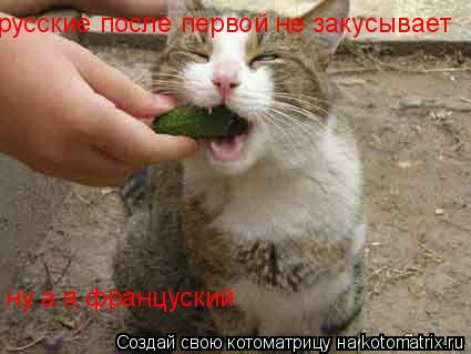 русские после первой не закусывает ну а я француский... Котоматрица: русские после первой не закусывает ну а я француский