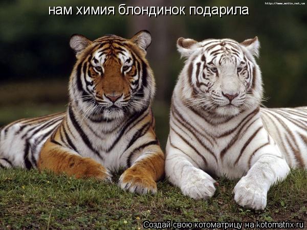нам химия блондинок подарила... Котоматрица: нам химия блондинок подарила