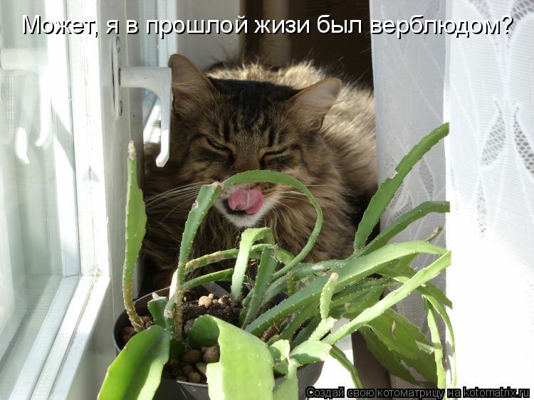Может, я в прошлой жизи был верблюдом?... Котоматрица: Может, я в прошлой жизи был верблюдом?