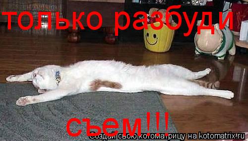 только разбуди съем!!!... Котоматрица: только разбуди съем!!!