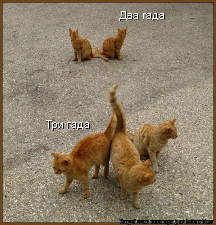 Три гада Два гада... Котоматрица: Три гада Два гада