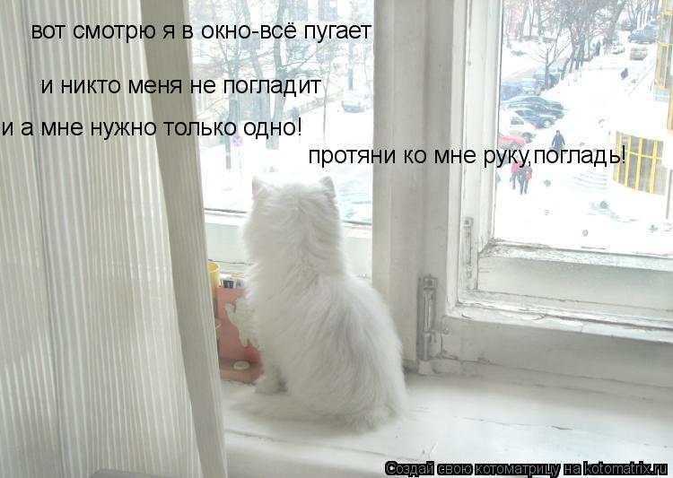 вот смотрю я в окно-всё пугает и никто меня не погладит и а мне нужно только одно! протяни ко мне рук... Котоматрица: вот смотрю я в окно-всё пугает и никто меня не погладит и а мне нужно только одно! протяни ко мне руку,погладь!